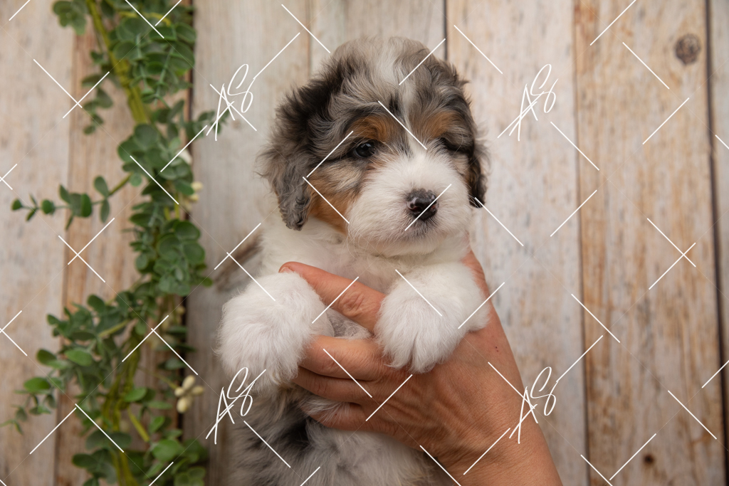 8F5A4651